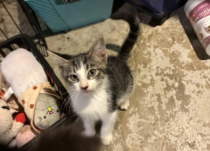 A baby medium-sized male Domestic Short Hair cat named Vincent Price for adoption in Philadelphia, PA