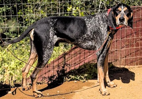A young large-sized male Bluetick Coonhound dog named E. Walter Mcgee for adoption in Leawood, KS