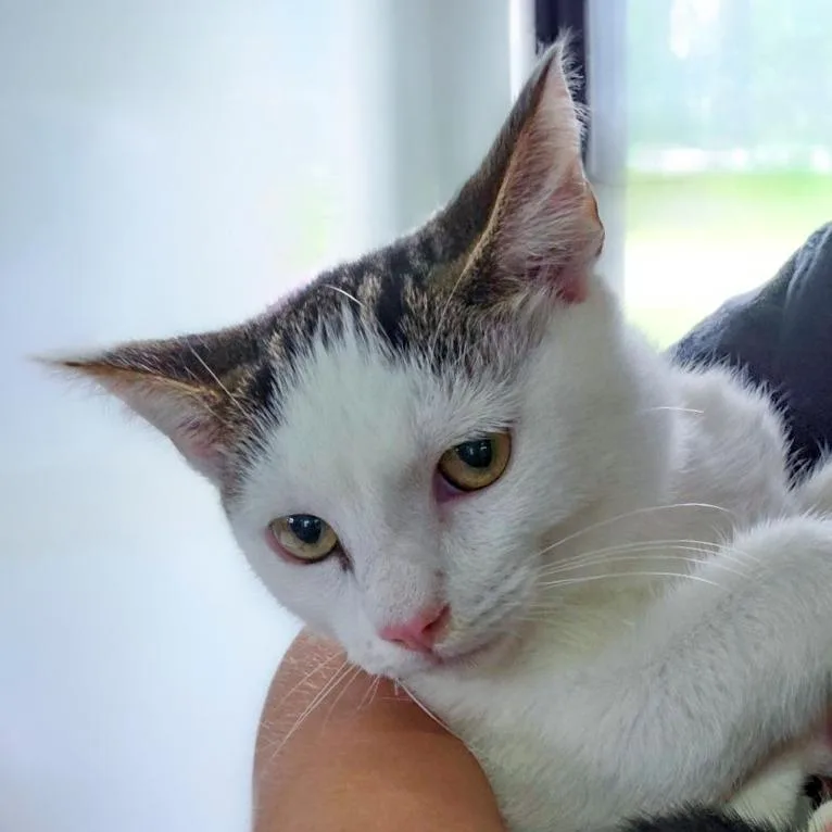 A baby medium-sized male White Domestic Short Hair cat named Ozzy for adoption in Chapel Hill, NC