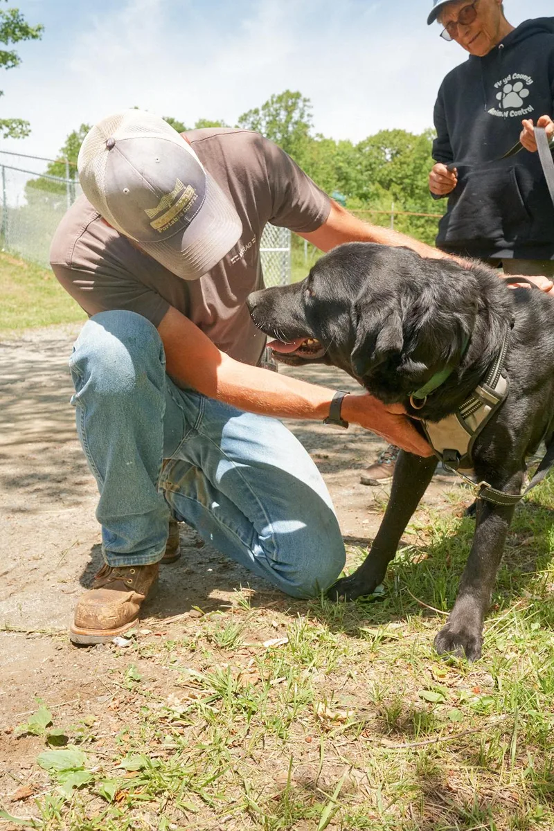 An adult medium-sized male Black Labrador Retriever dog named Jax for adoption in Floyd, VA