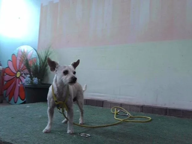 An adult medium-sized female Maltese dog named Luna for adoption in Baldwin Park, CA