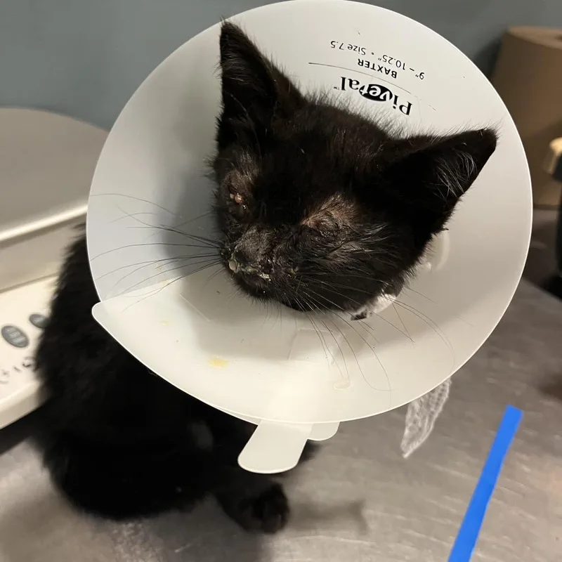 A baby small-sized male Black Domestic Medium Hair cat named Toyota Tacoma for adoption in Chattanooga, TN