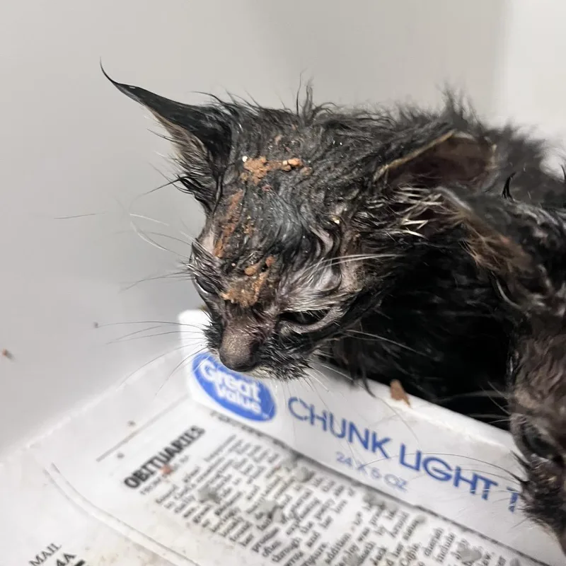 A baby small-sized male Brown / Chocolate Domestic Short Hair cat named Beetle for adoption in Charleston, WV