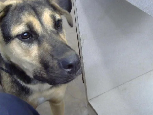 A young large-sized female Mixed Breed dog named Hawn for adoption in Dallas, TX