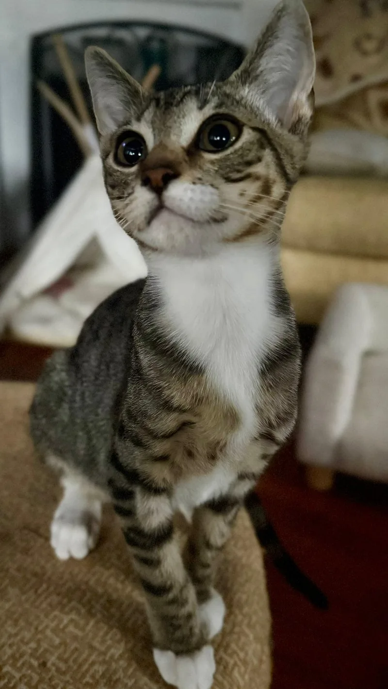 A baby medium-sized male Tabby (Brown / Chocolate) Domestic Short Hair cat named Gilmore for adoption in Jacksonville, FL