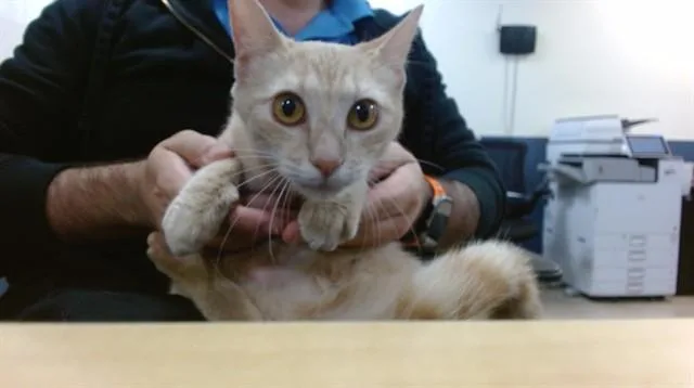 A young small-sized female Domestic Short Hair cat named Hope for adoption in Miami, FL
