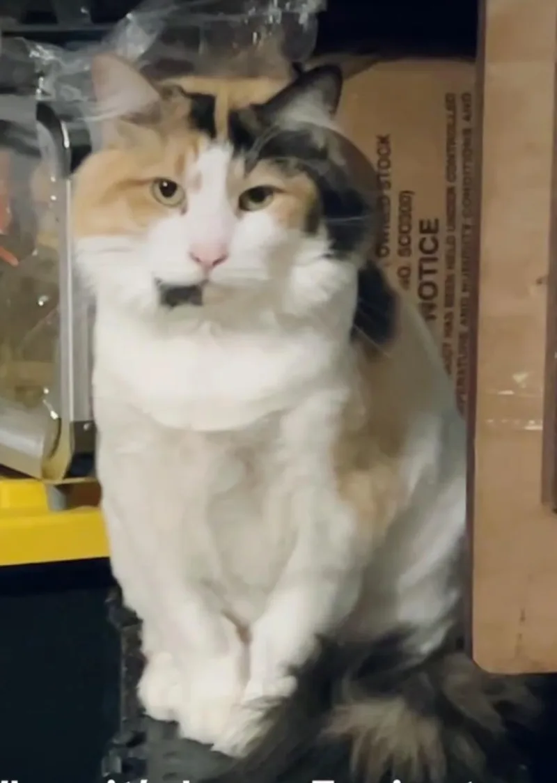 An adult large-sized female Calico cat named Nany for adoption in Orange, CA