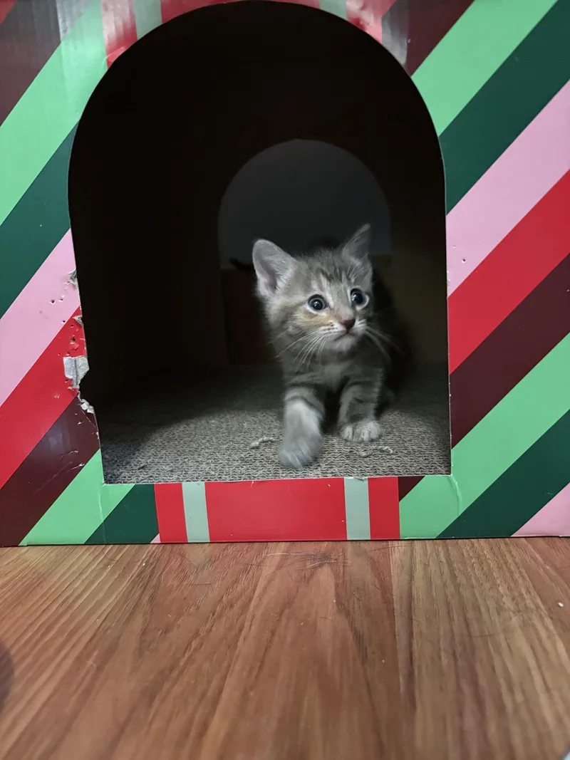 A baby small-sized female Domestic Short Hair cat named Twix for adoption in BREINIGSVILLE, PA