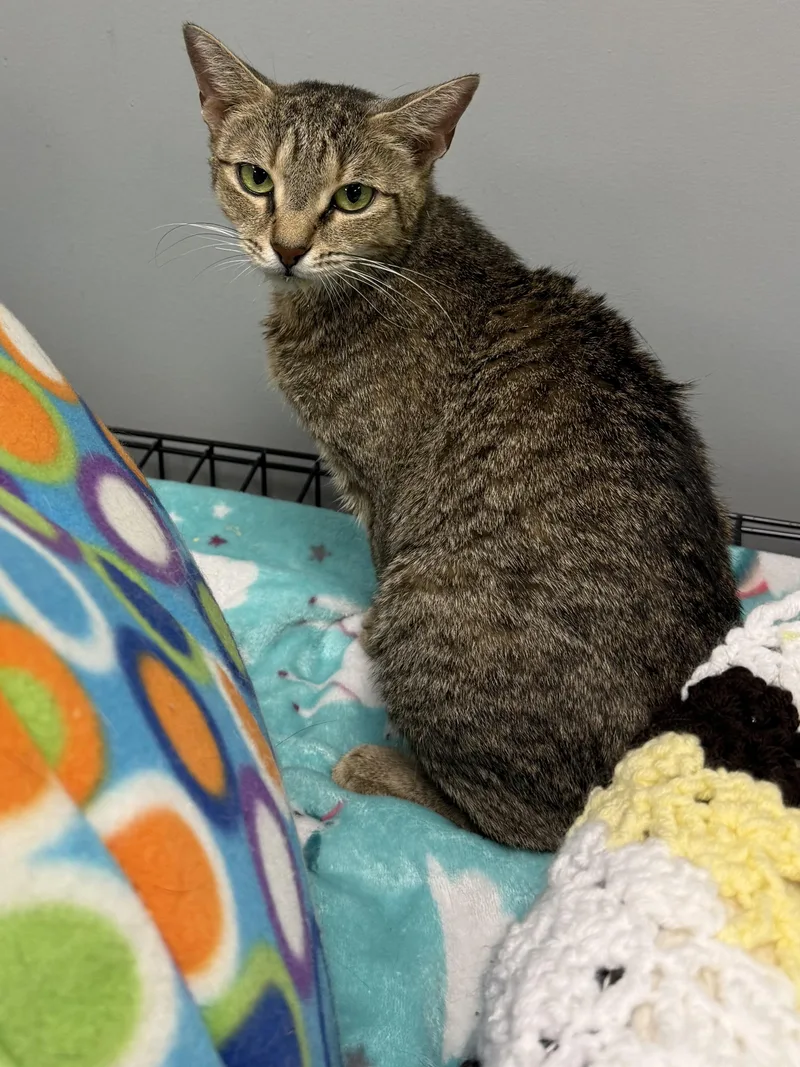 An adult medium-sized female Tabby (Brown / Chocolate) Domestic Short Hair cat named Misha for adoption in Hamburg, NY