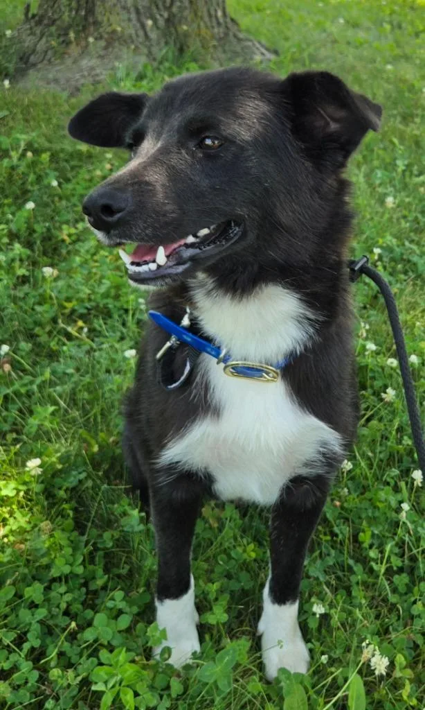 A baby medium-sized male Border Collie dog named Luke for adoption in Sandusky, OH