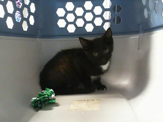 A baby small-sized male Domestic Short Hair cat named Nugget for adoption in Charlotte, NC