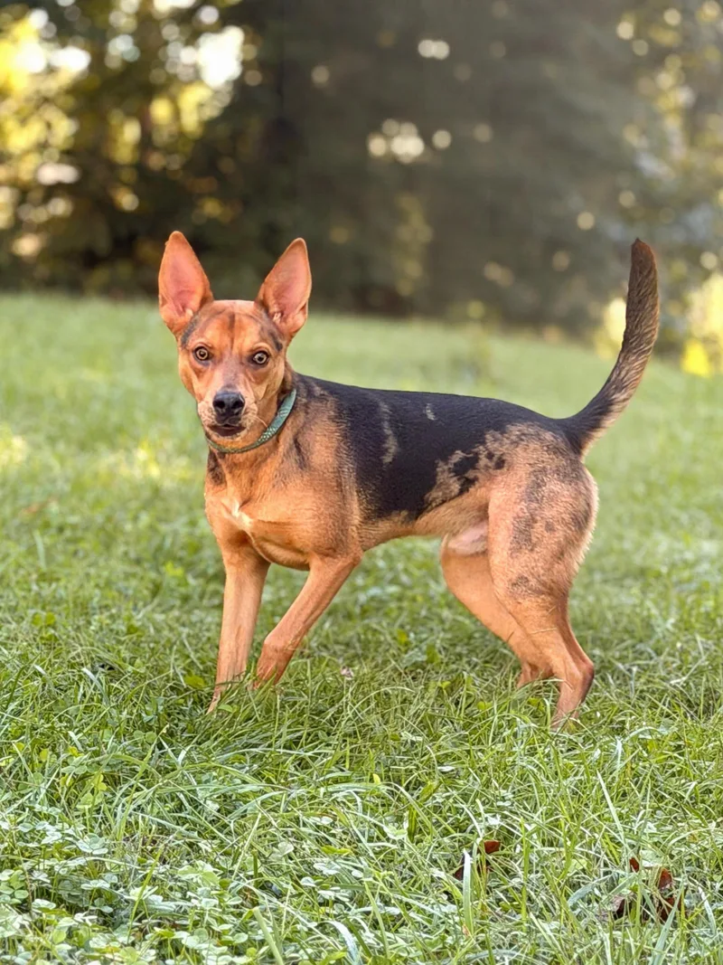 A young medium-sized male Tricolor (Brown, Black, & White) Cattle Dog dog named Buster Transport for adoption in Gradyville, KY