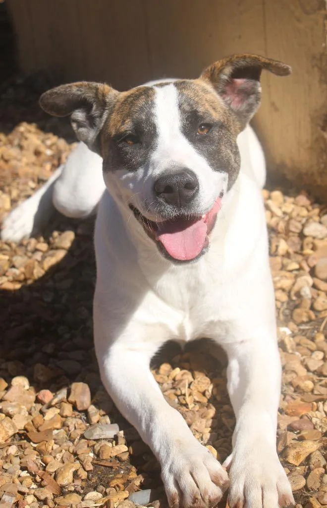 Chantilly thumbnail 2