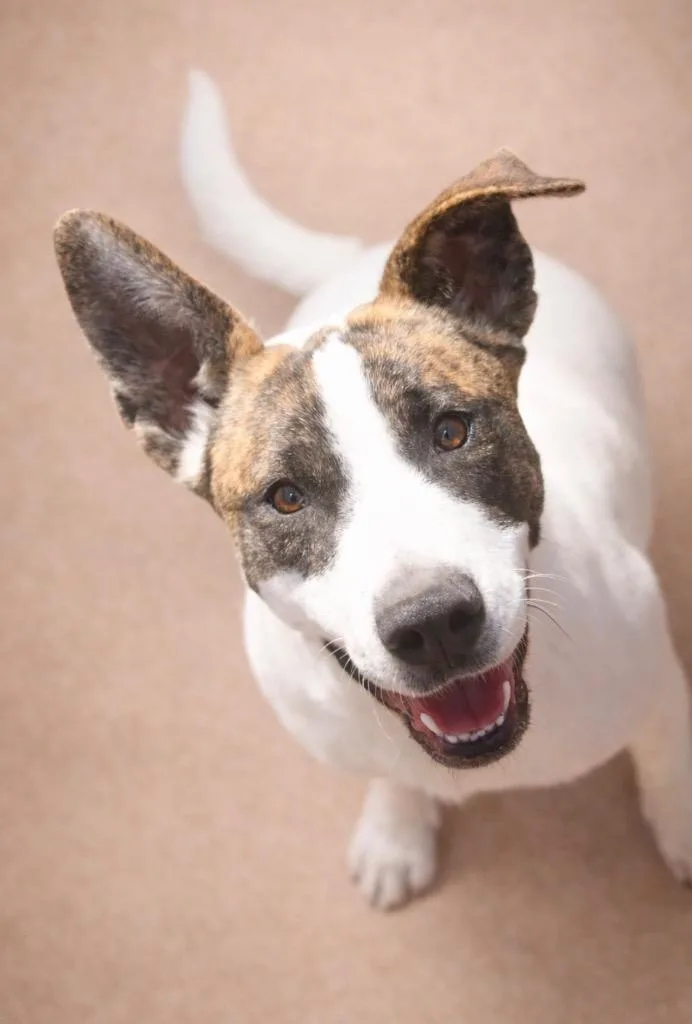 Chantilly thumbnail 4