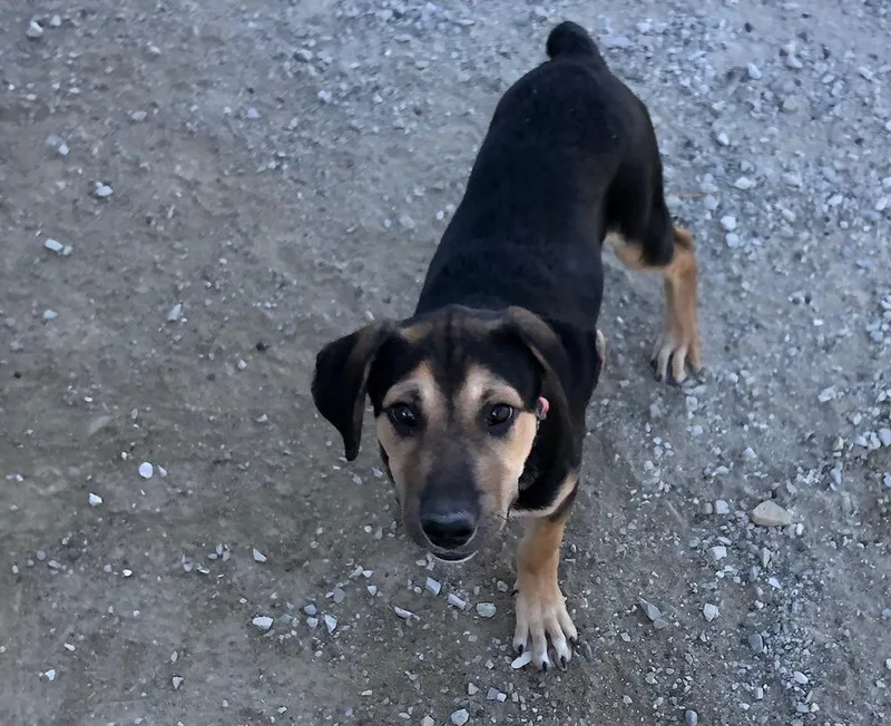 A young medium-sized male German Shepherd Dog dog named Winston for adoption in Evansville, IN