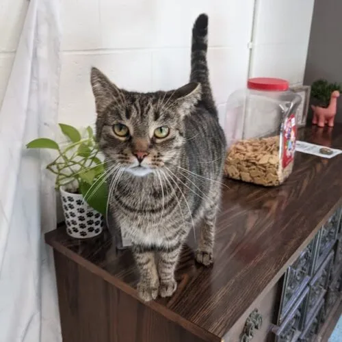 An adult medium-sized female Tabby (Brown / Chocolate) Domestic Short Hair cat named Dodie for adoption in Tipp City, OH