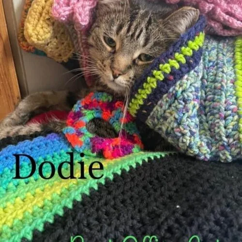 Dodie thumbnail 3