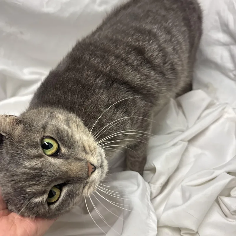 An adult large-sized male Tabby (Gray / Blue / Silver) Domestic Short Hair cat named Sir Chunk for adoption in Fredericksburg, VA