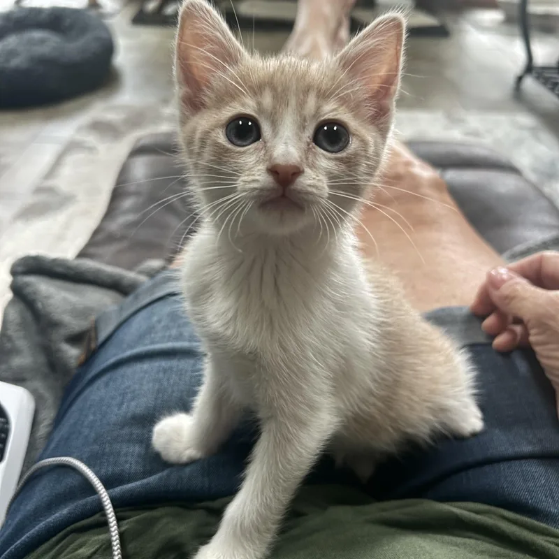 A baby medium-sized female Buff & White Domestic Short Hair cat named Karamel for adoption in Macomb, MI