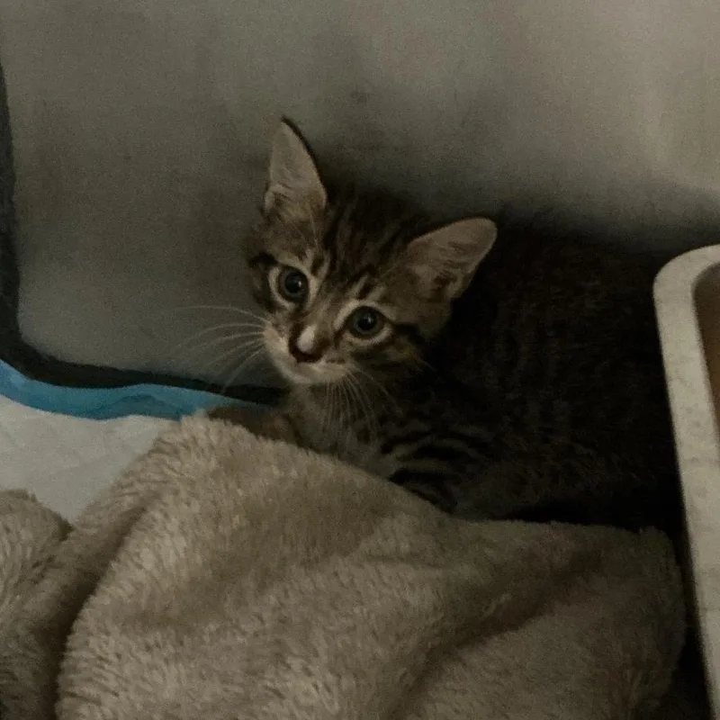 A baby small-sized male Brown / Chocolate Domestic Short Hair cat named Grady for adoption in Elizabeth City, NC