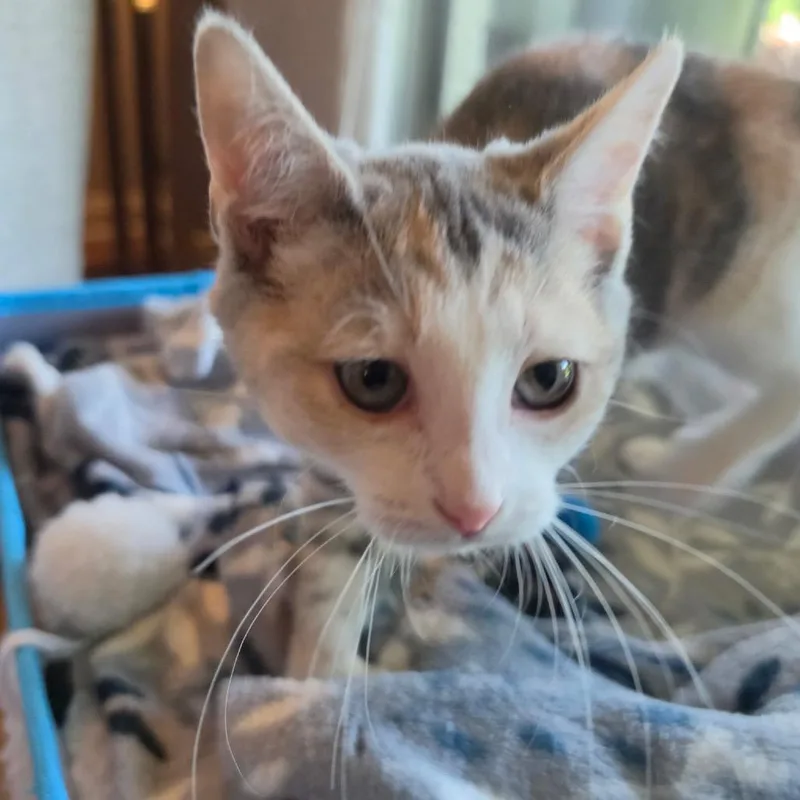 A baby small-sized female Calico Domestic Short Hair cat named Daisy for adoption in La Grange, KY