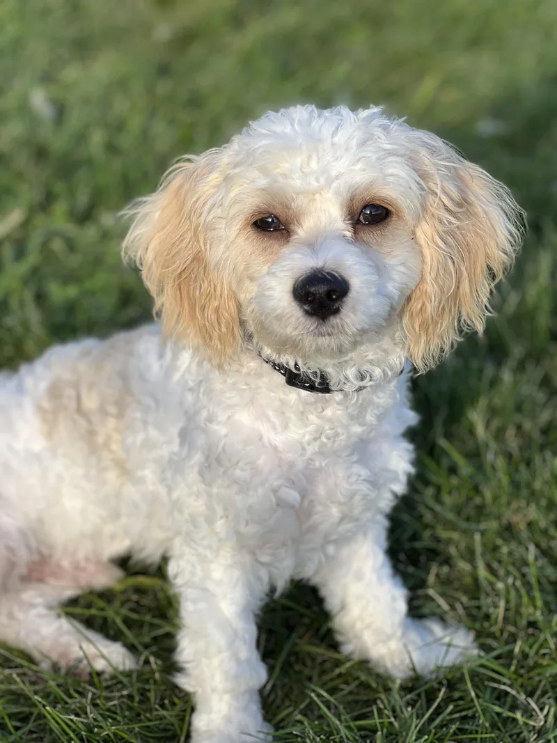 Puppy Tucker thumbnail 2