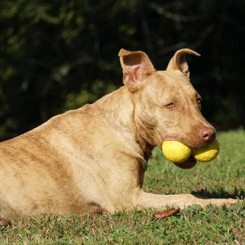 Dixie  S thumbnail 4