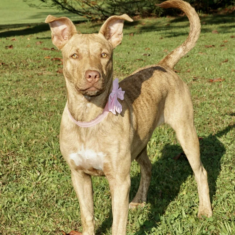 Dixie  S thumbnail 5