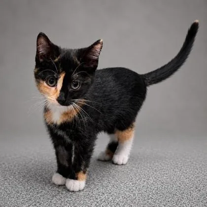 A baby medium-sized female Black Domestic Short Hair cat named Thora for adoption in Tinley Park, IL