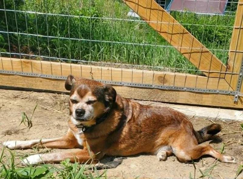 An adult small-sized male Terrier dog named Rex for adoption in Gorham, ME