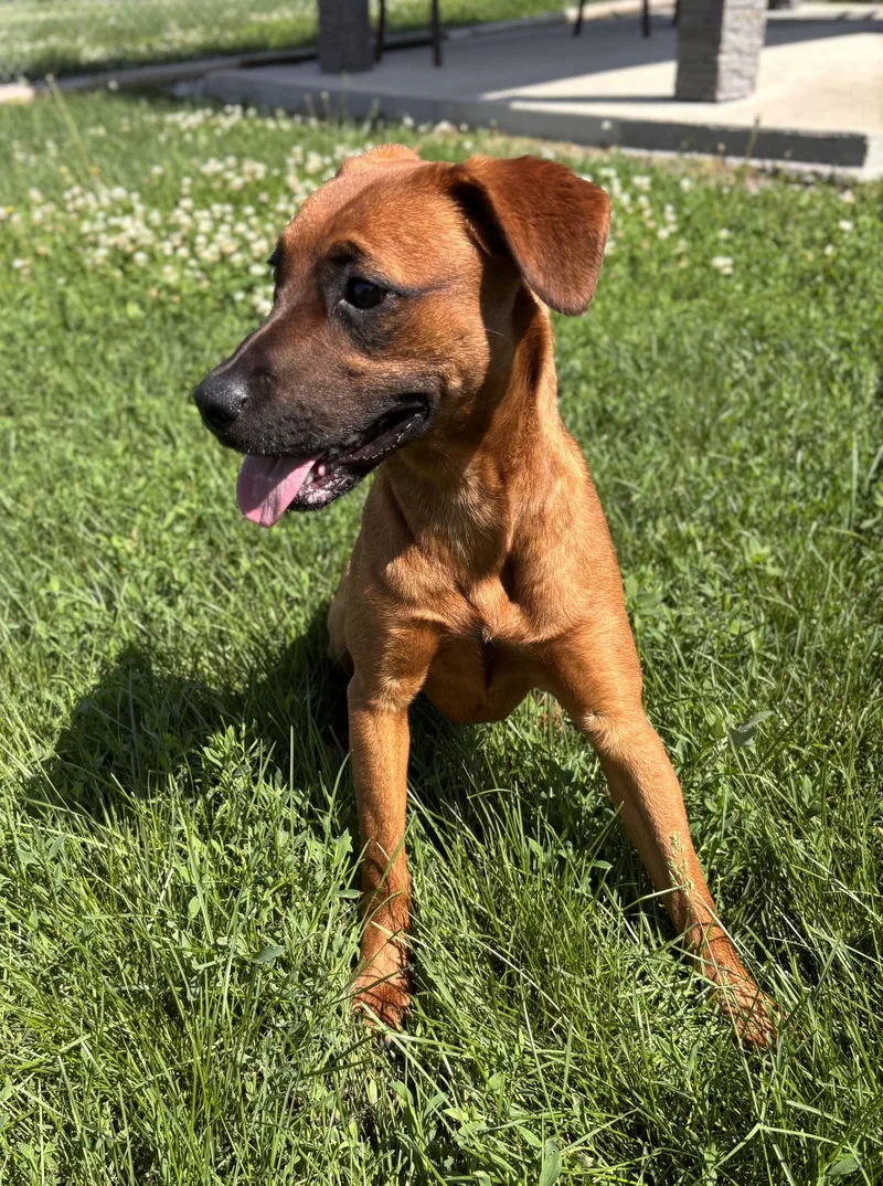 A baby medium-sized female Brown / Chocolate Hound dog named Belle for adoption in Shenandoah, IA