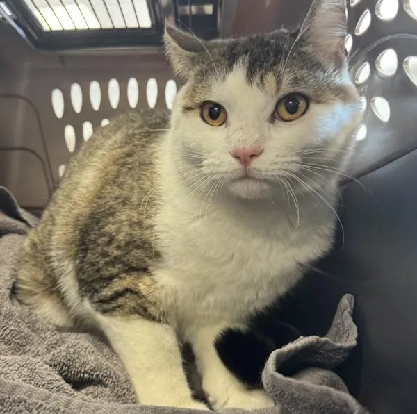 An adult small-sized male Domestic Short Hair cat named Mazda for adoption in Salisbury, MD