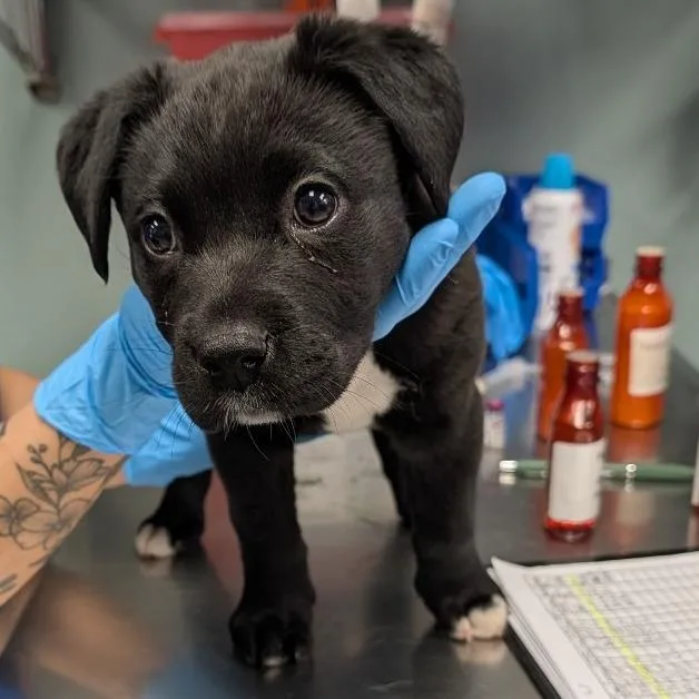 A baby small-sized female Black Black Labrador Retriever dog named Prissy for adoption in Greenville, SC