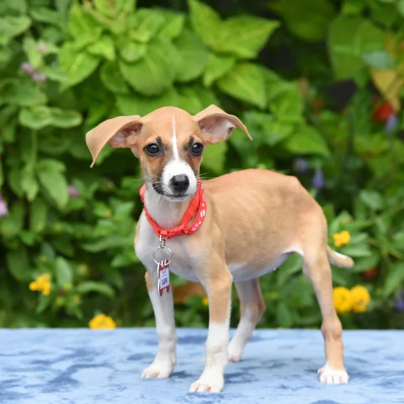 A baby small-sized female Terrier dog named Sabine for adoption in Wake Forest, NC