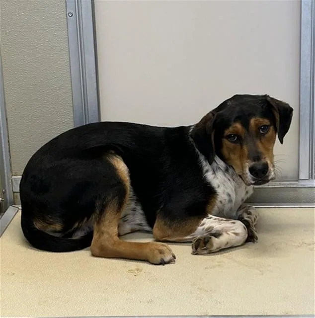 A young small-sized male German Shorthaired Pointer dog named Poseidon for adoption in Lincolnton, NC