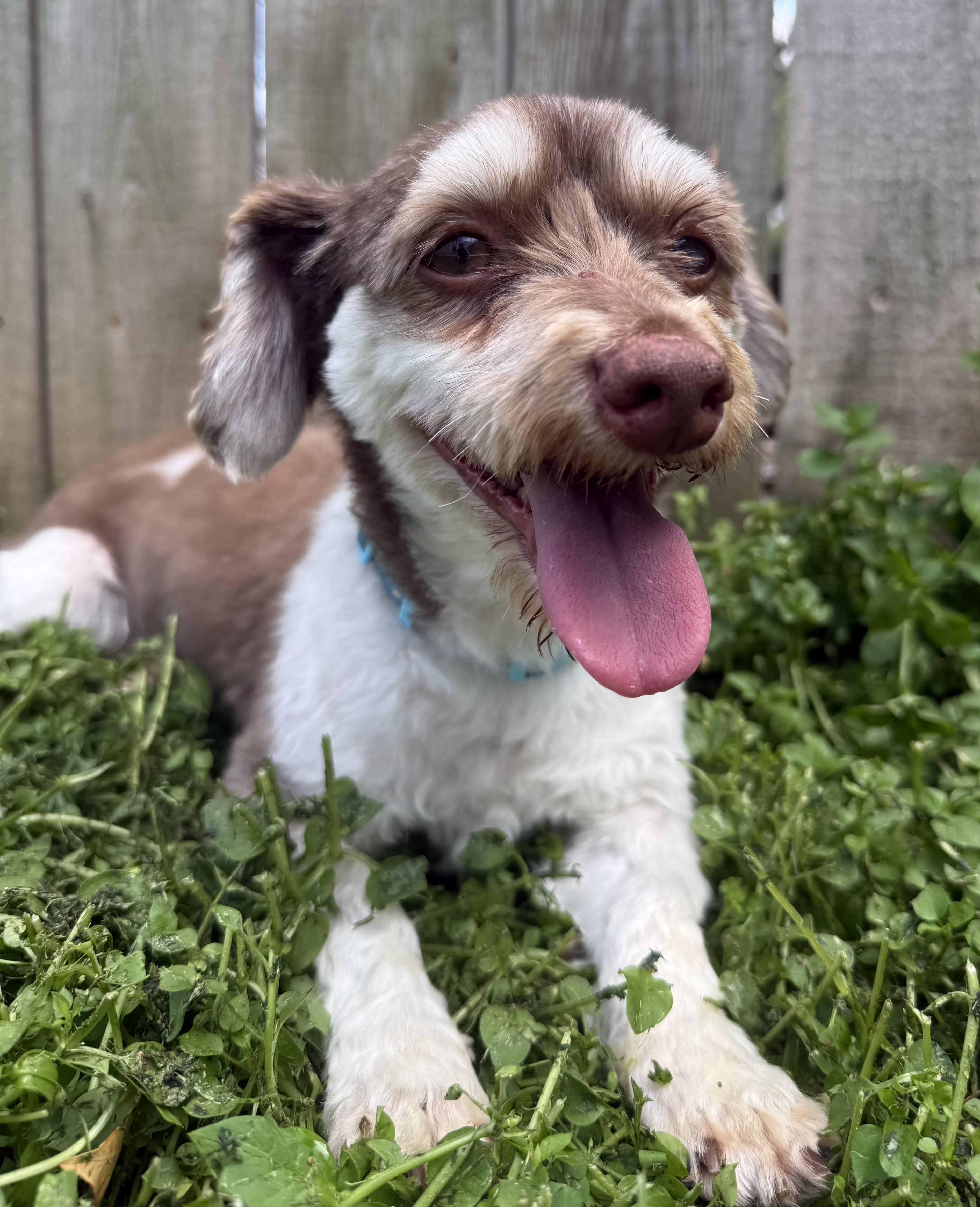 An adult small-sized male Bicolor Morkie dog named Winston for adoption in Lexington, KY