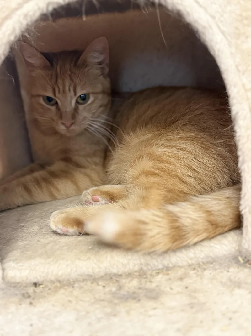 An adult medium-sized female Orange / Red Domestic Short Hair cat named Lucy for adoption in Royalton, IL