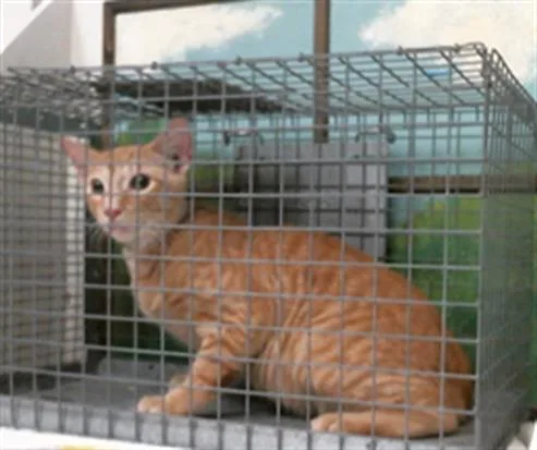 A young medium-sized male Domestic Short Hair cat named Spinach for adoption in Houston, TX