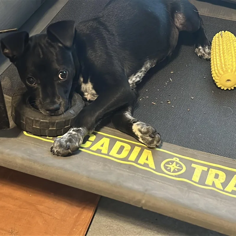 A baby medium-sized male Black Terrier dog named Midoriya JC for adoption in Austin, TX