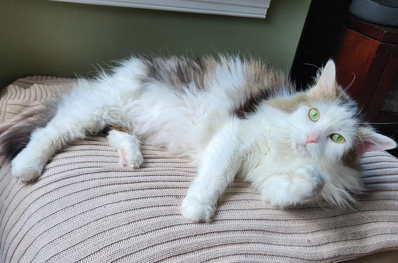 An adult large-sized female Tabby (Buff / Tan / Fawn) Domestic Long Hair cat named Ash for adoption in Leesburg, VA