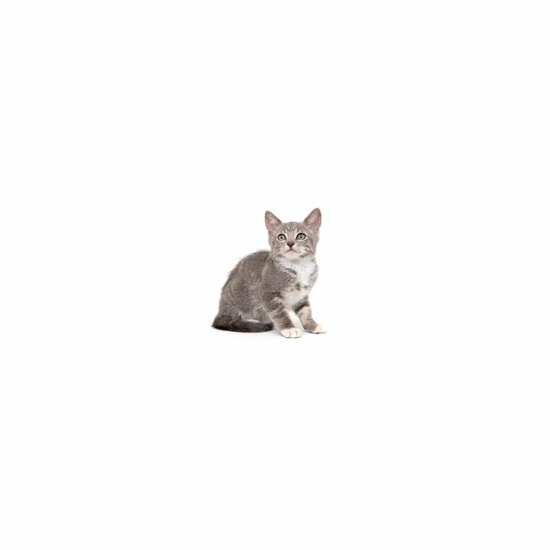 A baby small-sized male Gray / Blue / Silver Domestic Short Hair cat named Cinemark for adoption in Playa Vista, CA