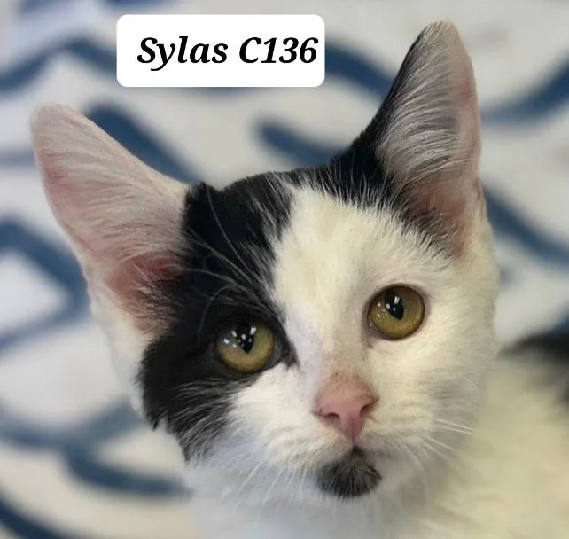 A baby medium-sized male Black Domestic Medium Hair cat named Sylas for adoption in Morganton, NC