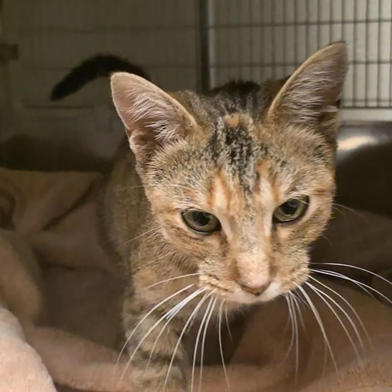 A young medium-sized female Brown / Chocolate Domestic Short Hair cat named Sabrina for adoption in Bristol, IN