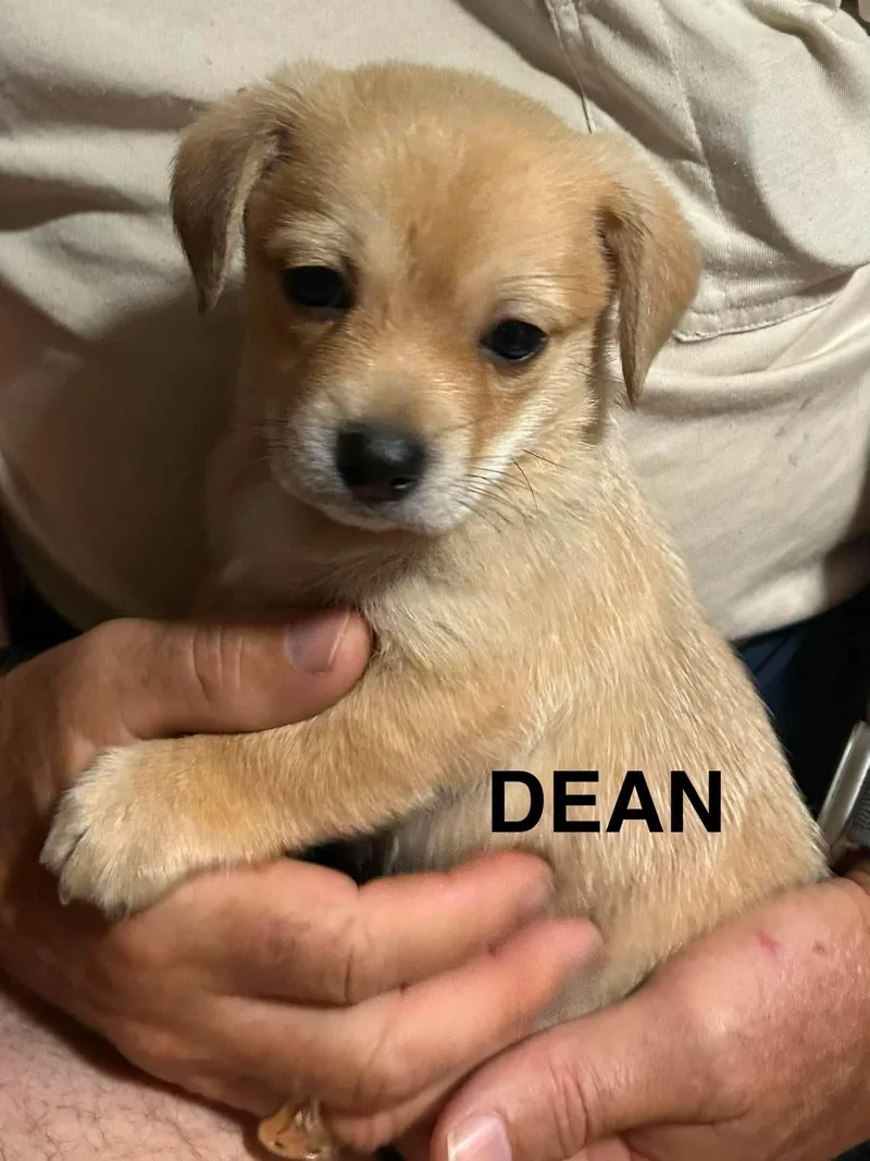 Dean