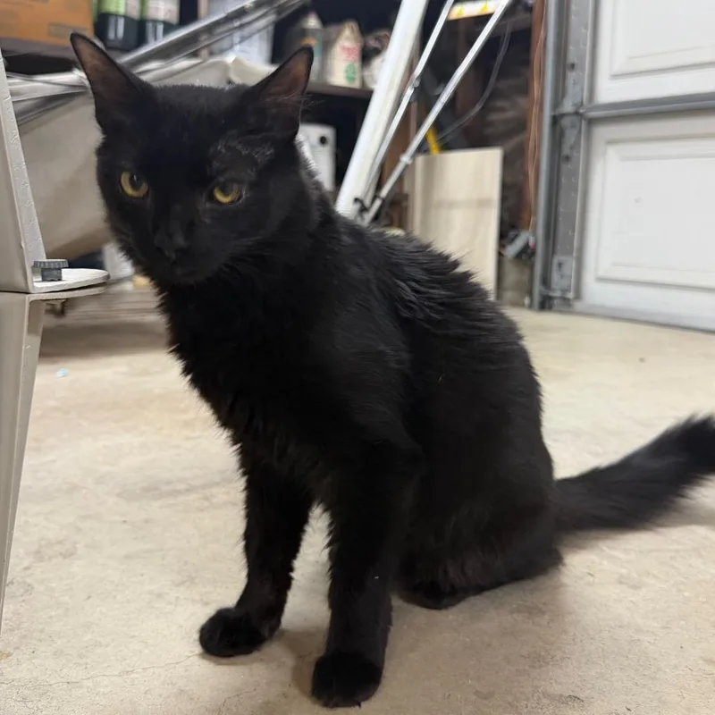A young small-sized male Black Domestic Medium Hair cat named Adam for adoption in Long Beach, CA