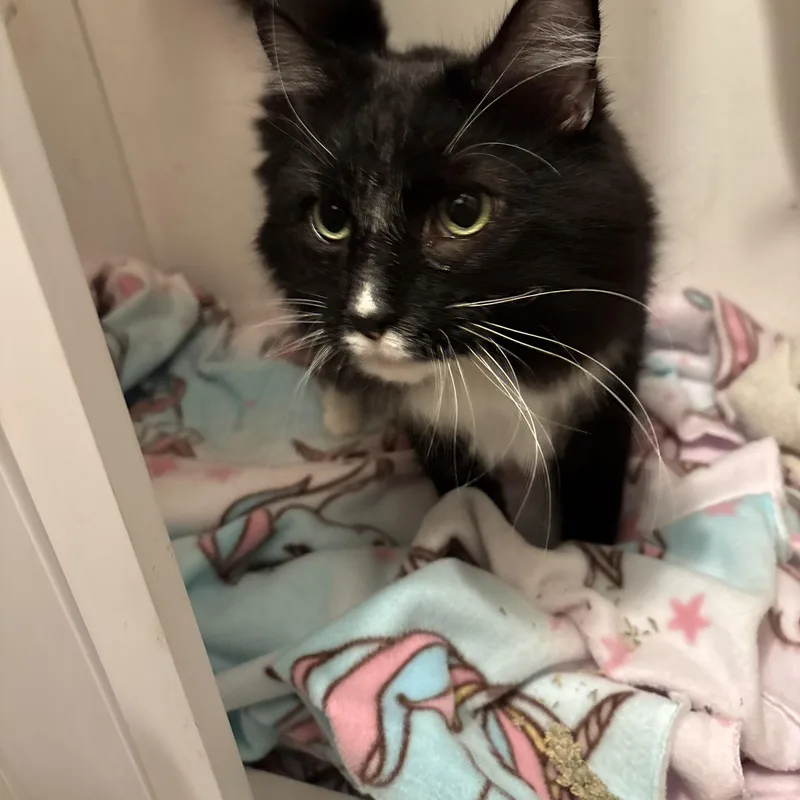An adult large-sized male Black & White / Tuxedo Domestic Long Hair cat named Maxwell Harry for adoption in Groveland, MA