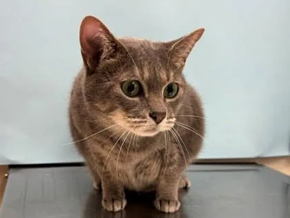 An adult small-sized female Domestic Short Hair cat named Meggy Weggy for adoption in Coon Rapids, MN