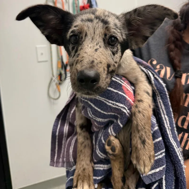 A baby medium-sized female Black Catahoula Leopard Dog dog named Bambam for adoption in Abilene, TX