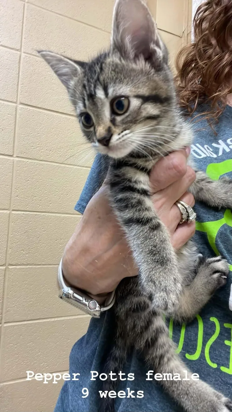 A baby medium-sized female Gray & White Domestic Medium Hair cat named Pepper for adoption in Fort Payne, AL