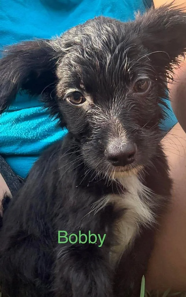Bobby